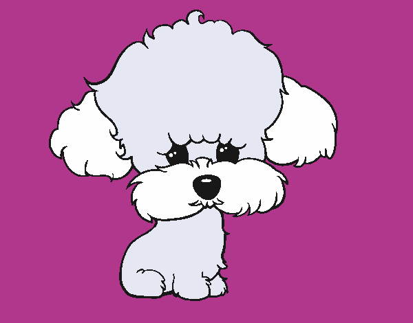 French Poodle Dibujo / ᐈ Para colorear de perros french poodle dibujos