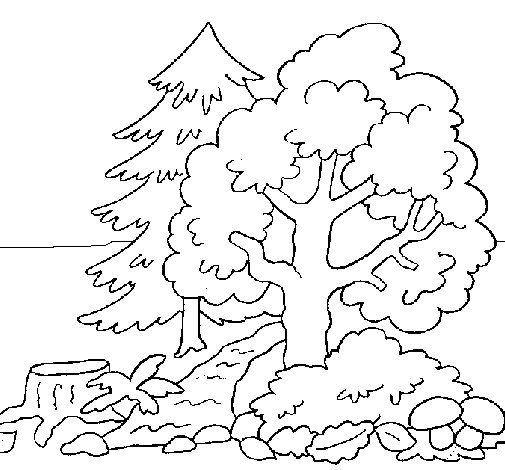 Dibujo de Bosque 1 para Colorear - Dibujos.net