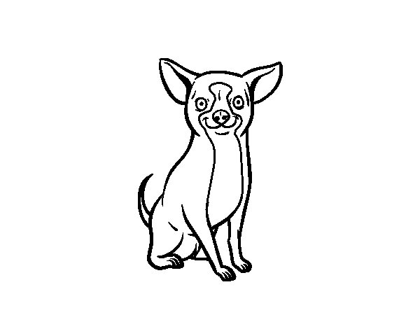 Dibujo de Perro chihuahua para Colorear - Dibujos.net