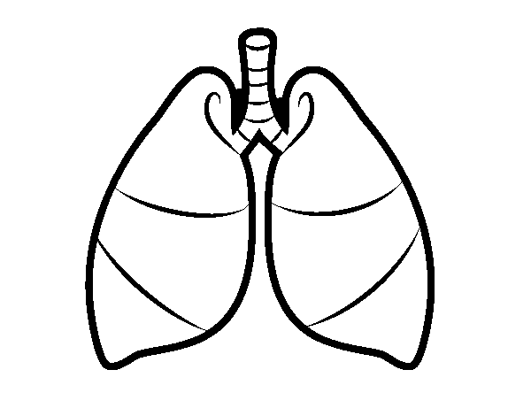 Pulmones Para Dibujar Imagui